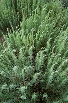 Artemisia filifolia Artemisia filifolia Wikipedia