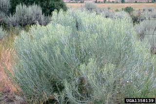Artemisia filifolia Artemisia filifolia Sand sagebrush Discover Life