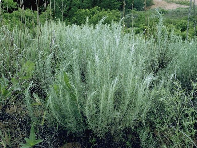 Artemisia filifolia Artemisia filifolia Sand sagebrush NPIN