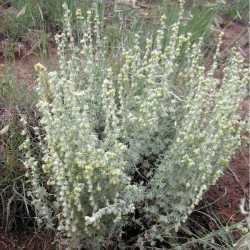 Artemisia frigida SEINet Arizona Chapter Artemisia frigida