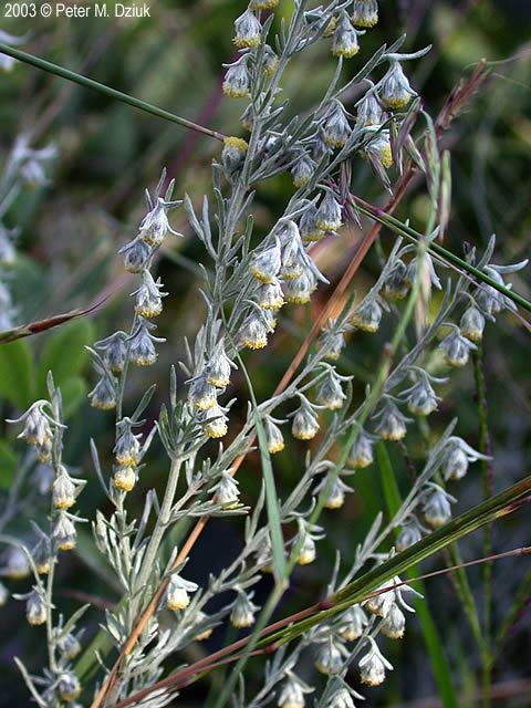 Artemisia frigida Artemisia frigida Prairie Sagewort Minnesota Wildflowers