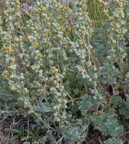 Artemisia frigida Southwest Colorado Wildflowers Artemisia