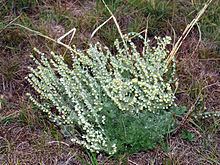 Artemisia frigida httpsuploadwikimediaorgwikipediacommonsthu