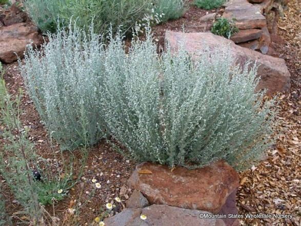 Artemisia frigida artemisiafrigidaver587jpg