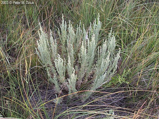 Artemisia frigida Artemisia frigida Prairie Sagewort Minnesota Wildflowers