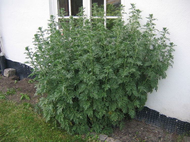 Artemisia (genus) Sagebrush Shrubs List of species in the Artemisia Genus