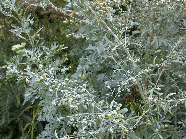 Artemisia (genus) Artemisia absinthium Hortipedia