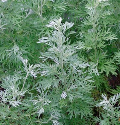 Artemisia (genus) Artemisia absinthium Fine Gardening