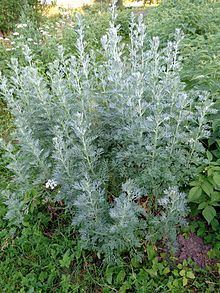 Artemisia (genus) httpsuploadwikimediaorgwikipediacommonsthu