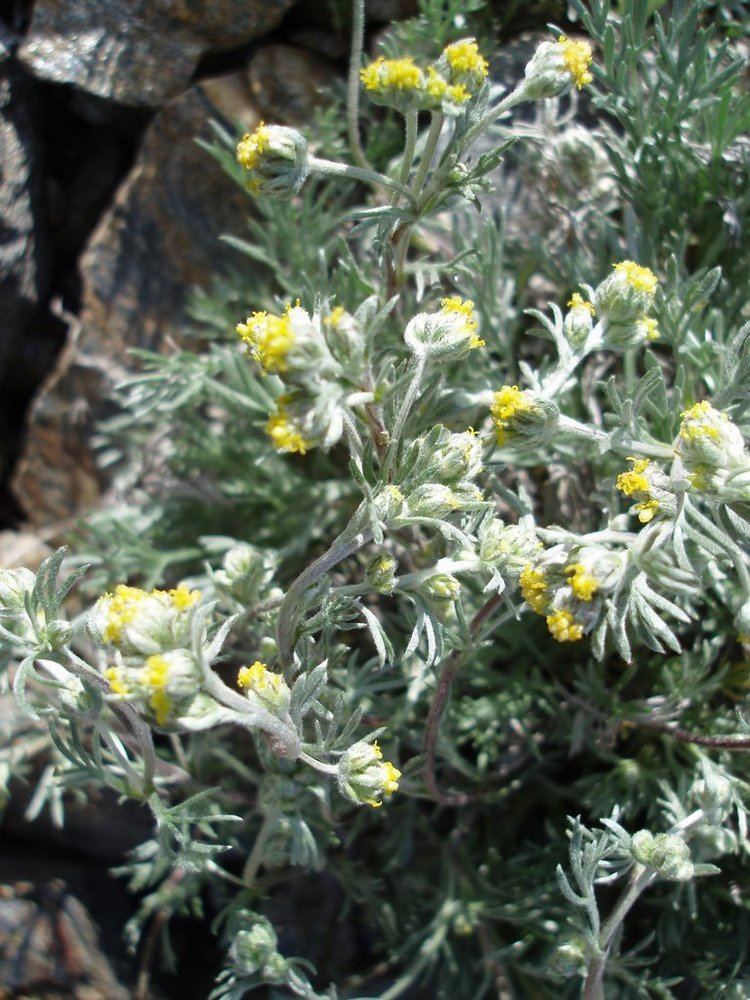 Artemisia glacialis Panoramio Photo of Artemisia glacialis Genep dei ghiacciai