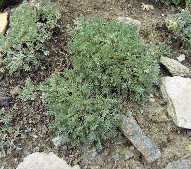 Artemisia glacialis Artemisia glacialis Assenzio genep nero