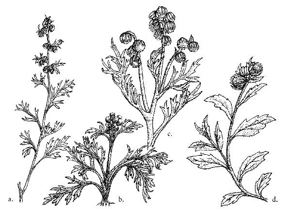 Artemisia glacialis Artemisia glacialis Alpine Garden Society Plant Encyclopaedia