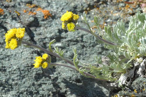 Artemisia glacialis Artemisia glacialis L