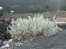 Artemisia gorgonum httpsuploadwikimediaorgwikipediacommonsthu