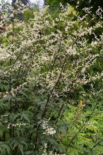 Artemisia lactiflora View Plant Great Plant Picks