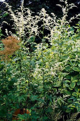 Artemisia lactiflora httpsappsrhsorgukplantselectorimagesdetail