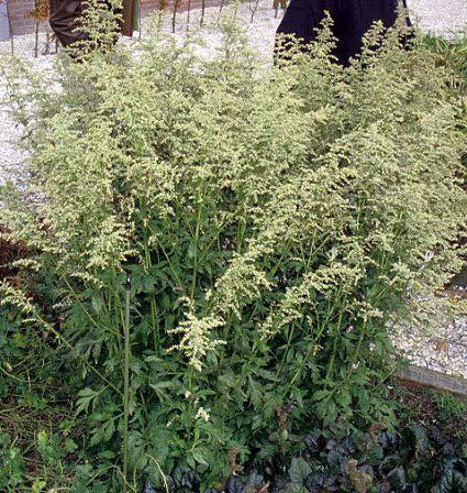 Artemisia lactiflora Explore Cornell Home Gardening Flower Growing Guides Growing Guide