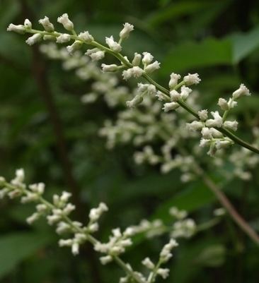 Artemisia lactiflora Artemisia lactiflora 39Guizhou39