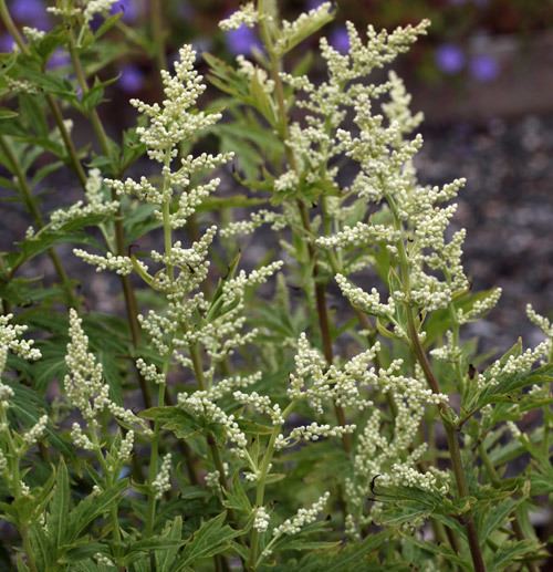 Artemisia lactiflora Artemisia lactiflora 39Elfenbein39 Hardy Geraniums Ornamental