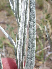 Artemisia longifolia httpsuploadwikimediaorgwikipediacommonsthu