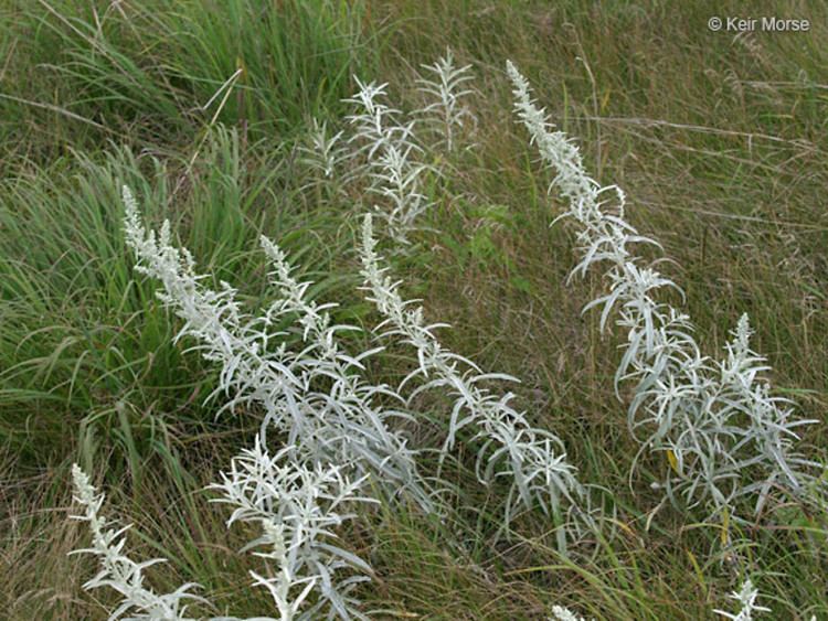 Artemisia ludoviciana Artemisia ludoviciana white wormwood Go Botany