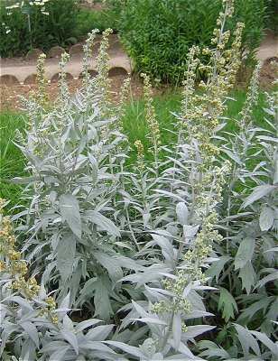 Artemisia ludoviciana Online Virtual Flora of Wisconsin Artemisia ludoviciana