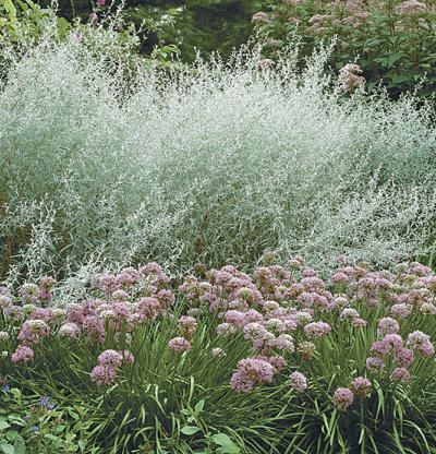 Artemisia ludoviciana Artemisia ludoviciana Fine Gardening