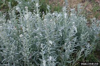 Artemisia ludoviciana Artemisia ludoviciana Western Mugwort Discover Life