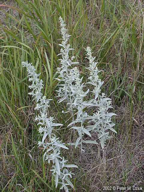 Artemisia ludoviciana Artemisia ludoviciana White Sage Minnesota Wildflowers