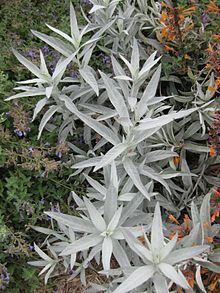 Artemisia ludoviciana httpsuploadwikimediaorgwikipediacommonsthu