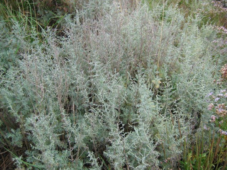 Artemisia maritima Artemisia maritima Wikispecies