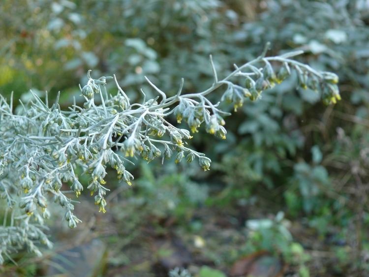 Artemisia maritima FileArtemisiamaritimabaltic1000375JPG Wikimedia Commons