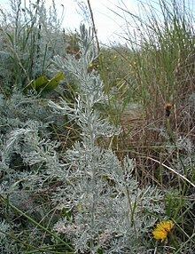 Artemisia maritima httpsuploadwikimediaorgwikipediacommonsthu