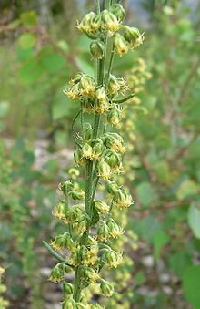 Artemisia michauxiana httpsuploadwikimediaorgwikipediacommonsthu