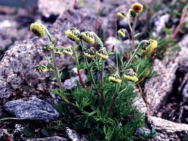 Artemisia norvegica Image Artemisia norvegica
