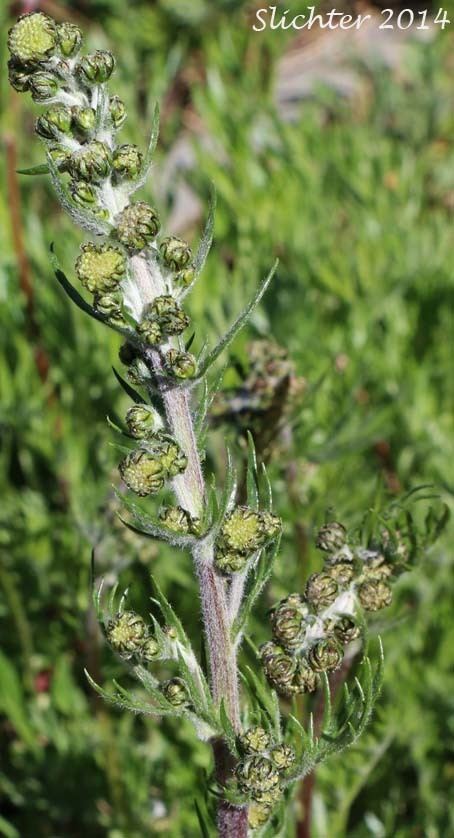 Artemisia norvegica Mountain Sagewort Artemisia norvegica ssp saxatilis Synonyms