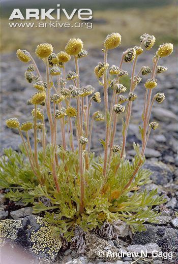 Artemisia norvegica Norwegian mugwort videos photos and facts Artemisia norvegica