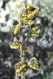 Artemisia norvegica httpsuploadwikimediaorgwikipediacommonsthu