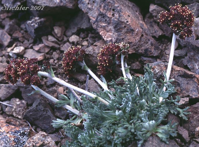 Artemisia norvegica Purple Wormwood Artemisia globularia ssp globularia Synonyms