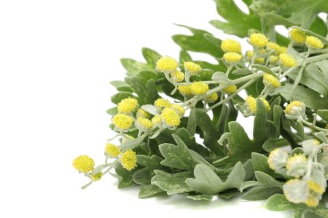 Artemisia pallens De Monchy Aromatics Davana Oil