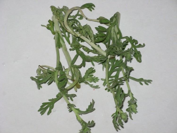 Artemisia pallens Davana Artemisia pallens Maachi Patram Aromatic Herb