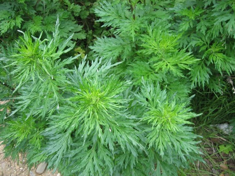 Artemisia pallens wwwgritmancomblogwpcontentuploads201602Da