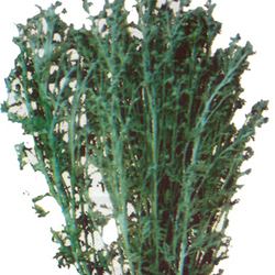 Artemisia pallens Pure Herb Artemisia Pallens Exporter from Satara