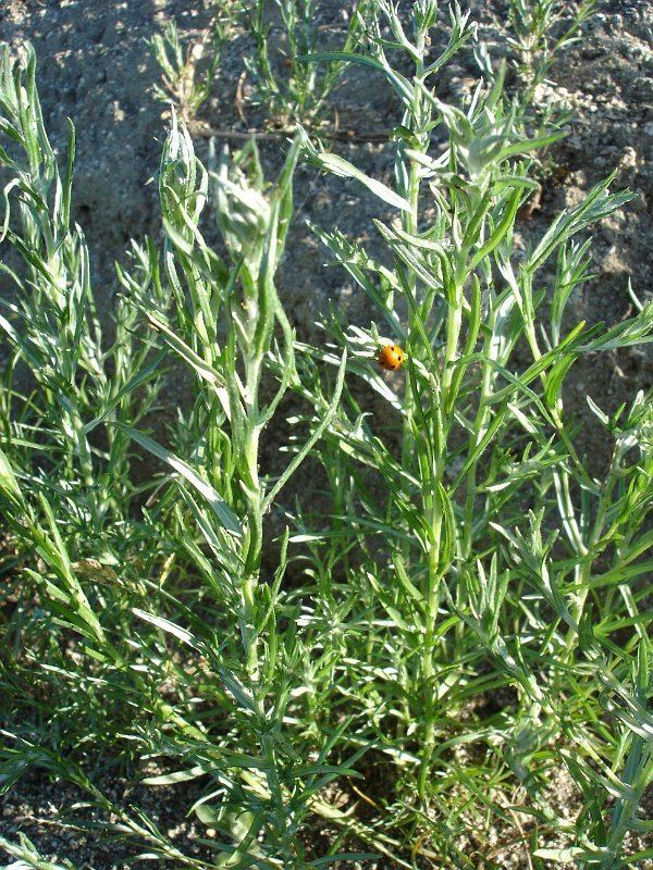 Artemisia palmeri Artemisia Palmeri