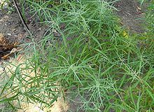 Artemisia palmeri httpsuploadwikimediaorgwikipediacommonsthu