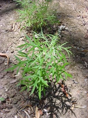 Artemisia palmeri Palmer39s sagewort