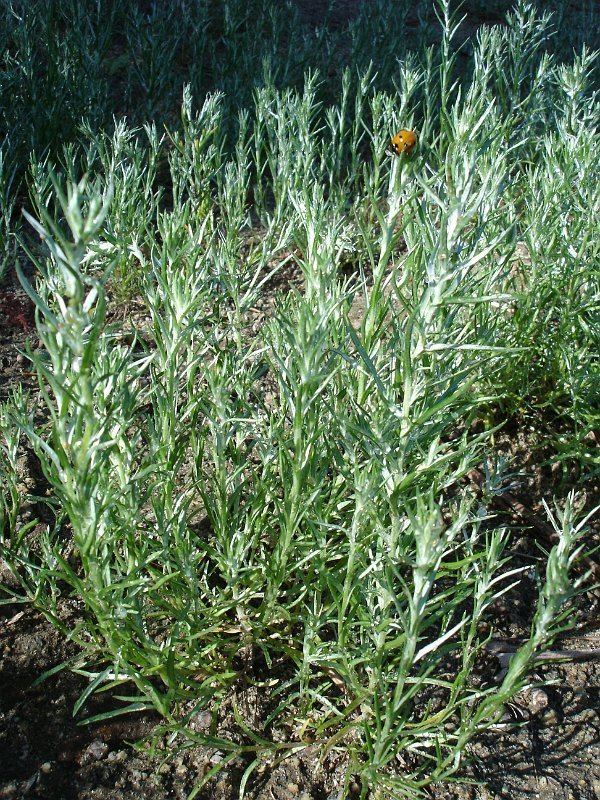 Artemisia palmeri Artemisia Palmeri