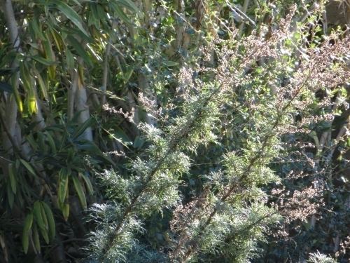 Artemisia palmeri San Diego Sagewort Artemisia palmeri