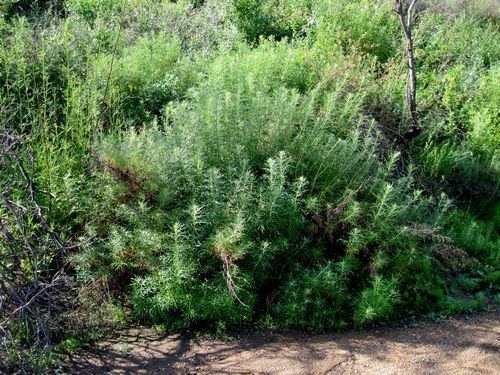 Artemisia palmeri San Diego Sagewort Artemisia palmeri