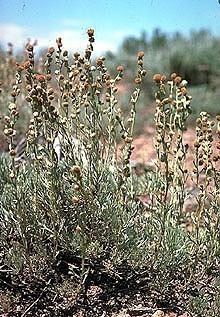 Artemisia papposa httpsuploadwikimediaorgwikipediacommons77